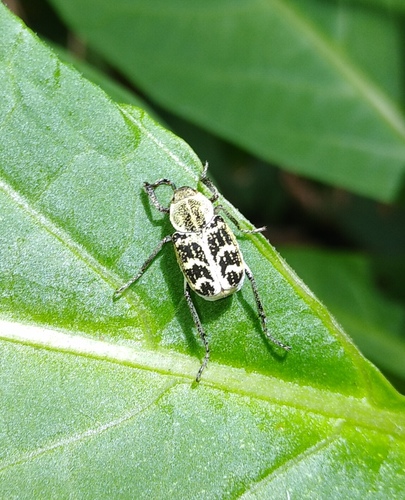 Subspecies Ectinohoplia formosana formosana · iNaturalist