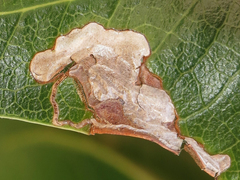 Stigmella braunella