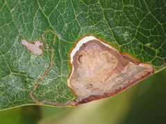 Stigmella braunella