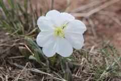 Oenothera albicaulis