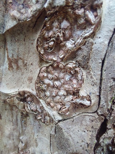 Neonectria ditissima observed 2026-04-25