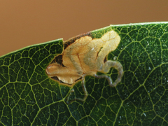 Stigmella braunella