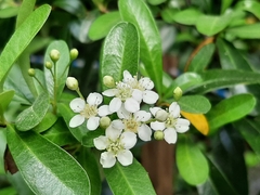 Pyracantha koidzumii