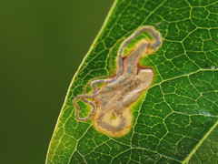 Stigmella braunella