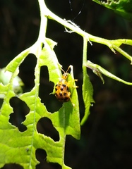 Agomadaranus pardaloides