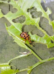 Agomadaranus pardaloides