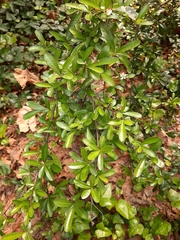 Pyracantha koidzumii