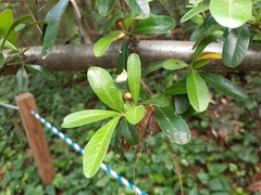 Pyracantha koidzumii