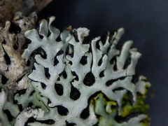 Hypogymnia incurvoides