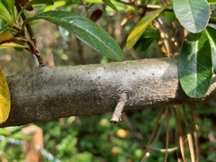 Pyracantha koidzumii