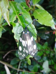 Eterusia aedea formosana