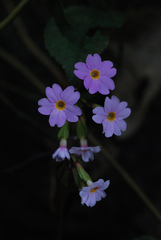 Primula chapaensis