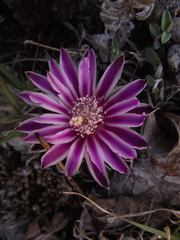 Echinofossulocactus dichroacanthus