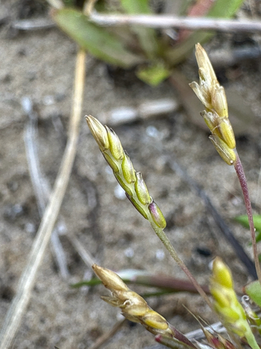 Mibora minima, photograph 4