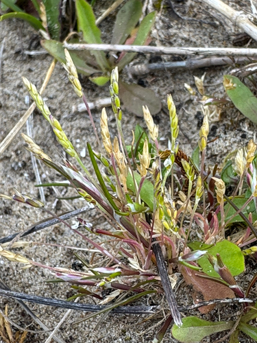 Mibora minima, photograph 3