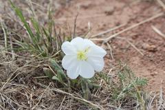 Oenothera albicaulis