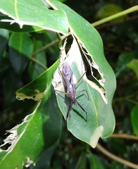 Epidaus