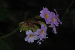 Primula chapaensis