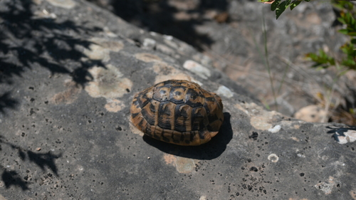 Testudo hermanni boettgeri