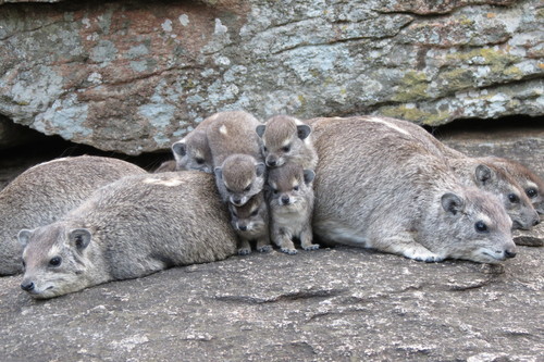 Bush Hyrax, Serengeti, Tanzania, photo 5 of 10