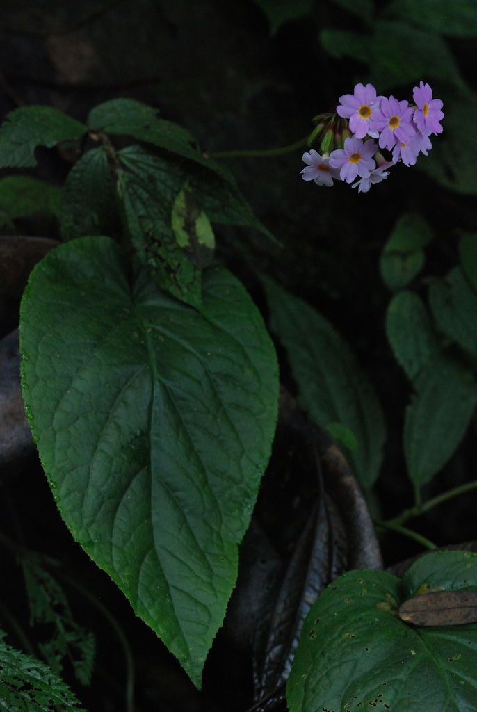 Primula chapaensis (Primula chapaensis)