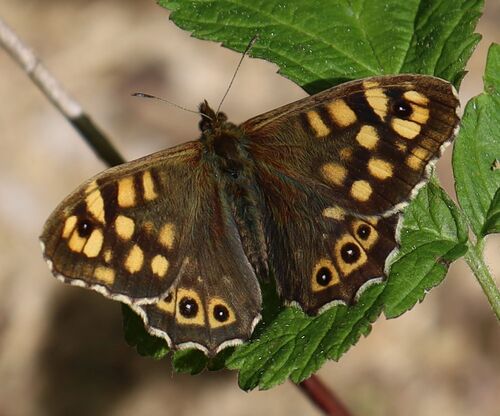 Margasis satyras nuotrauka