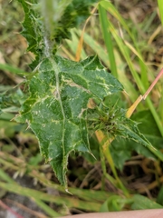 Carduus