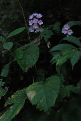 Primula chapaensis