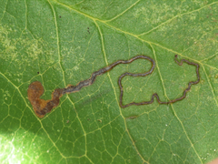 Stigmella heteromelis