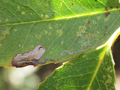 Stigmella heteromelis