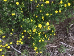 Hibbertia hirticalyx