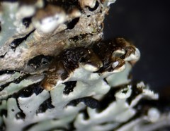 Hypogymnia incurvoides