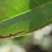 Stigmella heteromelis - Photo (c) C. Mallory, some rights reserved (CC BY-NC), uploaded by C. Mallory