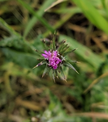 Carduus