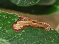 Stigmella heteromelis