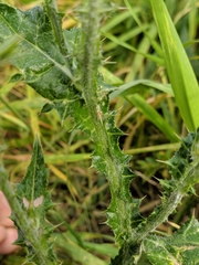 Carduus