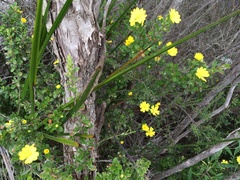 Hibbertia hirticalyx
