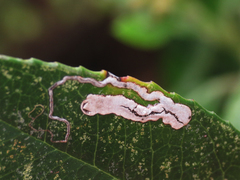 Stigmella heteromelis