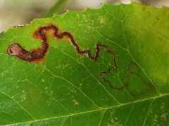 Stigmella heteromelis