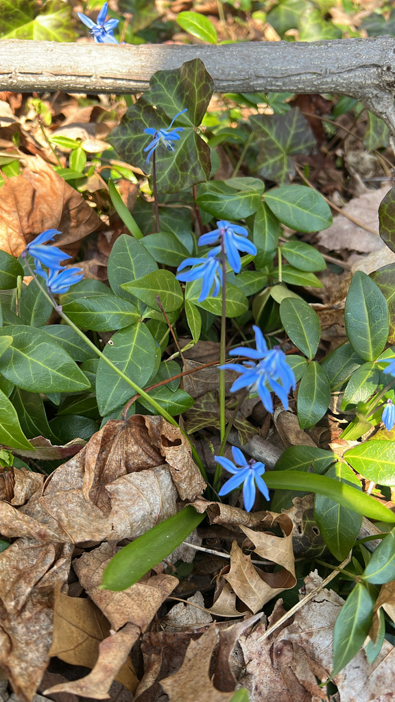 Siberian squill