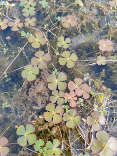 Water clover