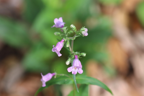 Penstemon tenuis