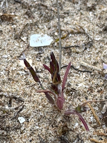 Mibora minima, photograph 2
