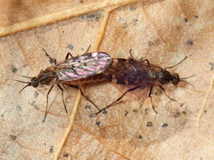 Sylvicola alternatus