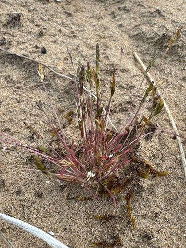 Mibora minima