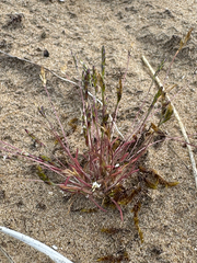 Mibora minima