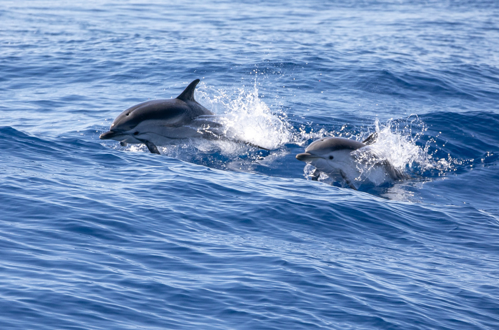 Pair of striped dolphins surfacing in splashes