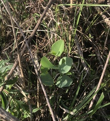 Baptisia sphaerocarpa