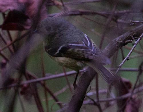 Ruby-crowned Kinglet photographed in Alabama