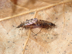 Sylvicola alternatus